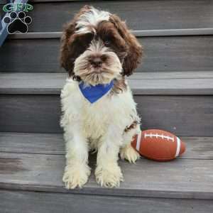 Ricco, Cockapoo Puppy